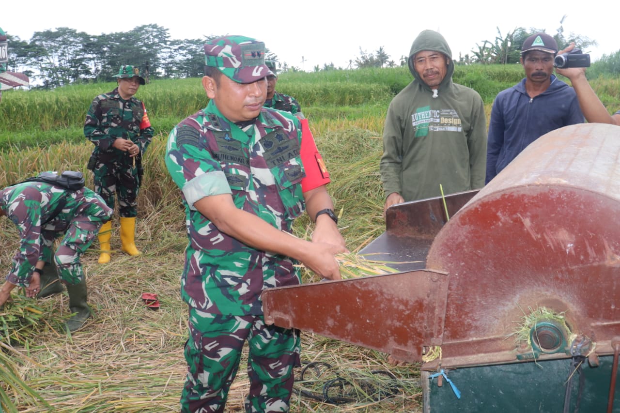 Letkol Suhendar Pimpin Panen Padi Demplot