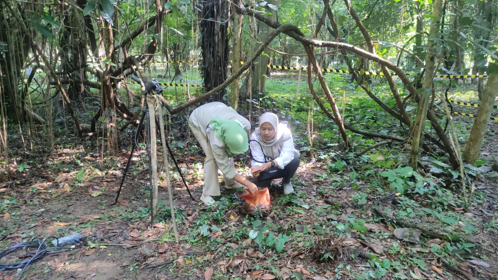 Bunga Rafflesia Arnoldi Mekar Di Kebun Raya Bogor