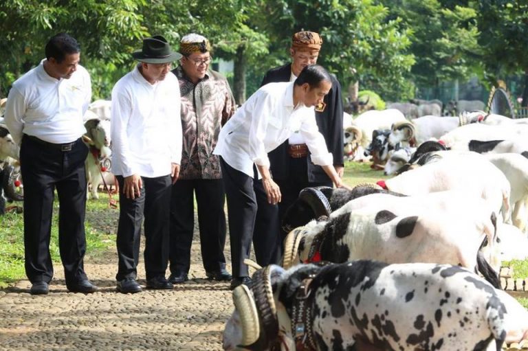 Kontes Domba di Kebun Raya Bogor, Jokowi Kaget, Harganya ada yang Rp50 Juta