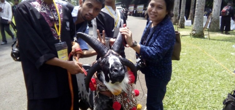 Onik, Domba Lima Tanduk dari Ciawi Bogor, yang Jadi Buruan Selfie