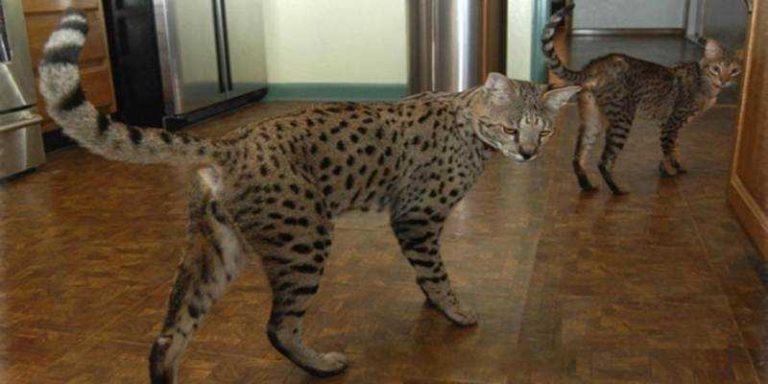 Menakjubkan, Kucing Ras Savannah Harganya Ratusan Juta