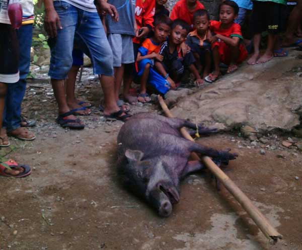 Ada Apa? Puluhan Babi Hutan di Nanggung Bogor Mendadak Turun Gunung