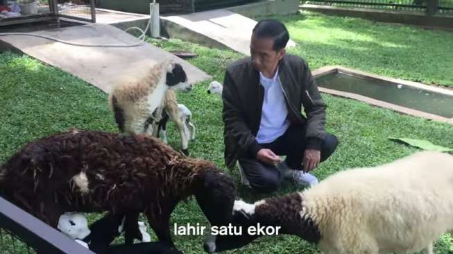 Video: Jokowi Ternak Kambing ‘Lucu-lucu’ di Istana Bogor.