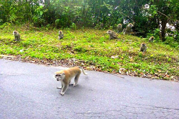 Heboh! Monyet Masuk ke Kampung-kampung di Ciomas