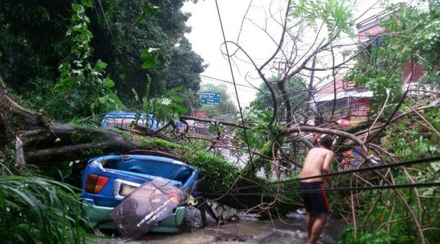 VIDEO: Detik-detik Pohon Tumbang Timpa Angkot dan Gerobak Baso