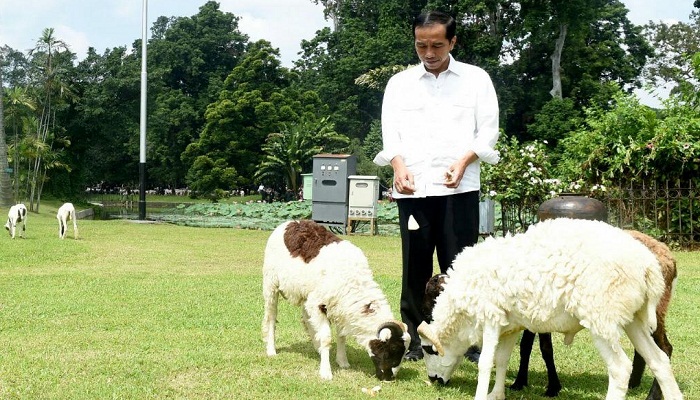 Ini Lho Hiburan Jokowi Tinggal di Istana Bogor