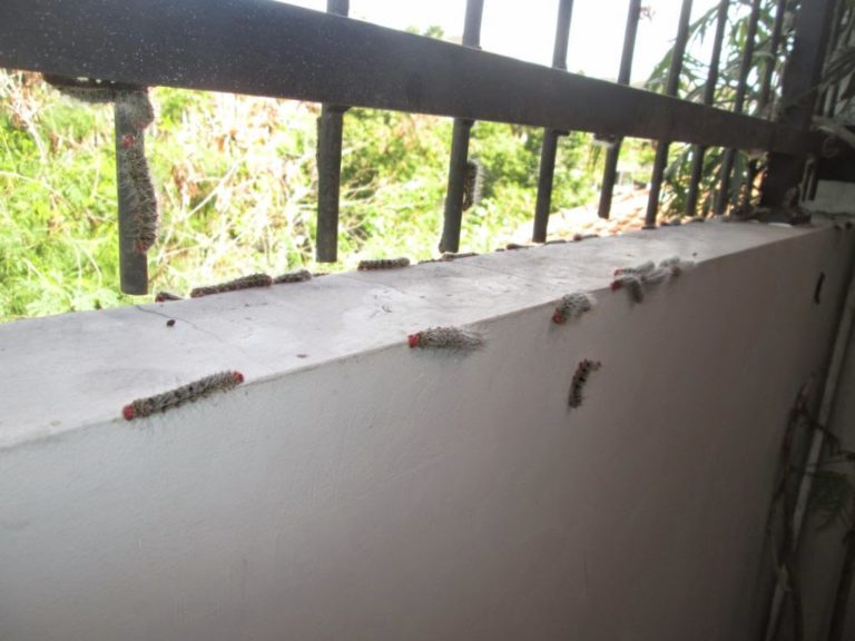 7 hari Warga di Panaragan Bogor Diserang Ribuan Ulat Bulat