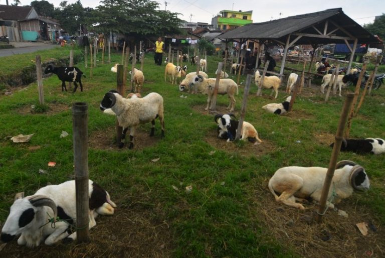 Bursa Hewan Qurban Untungkan Peternak Bogor