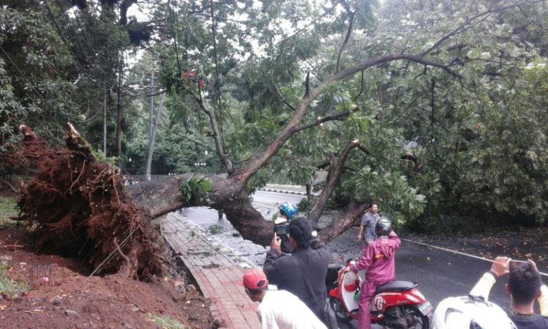 Brakk!! Pohon Raksasa Tumbang Dekat Istana Bogor, 2 Luka-luka