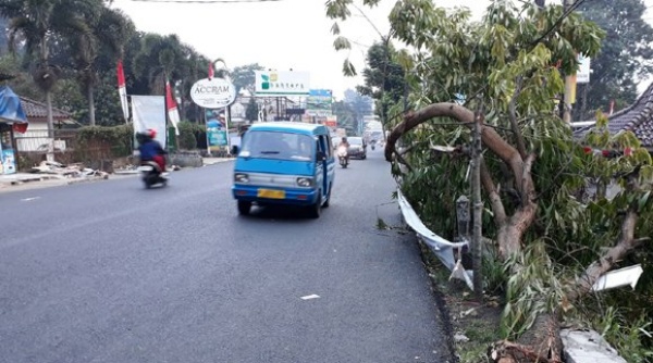 Sisa Pohon Tumbang Dibiarkan di Jalan Raya Puncak