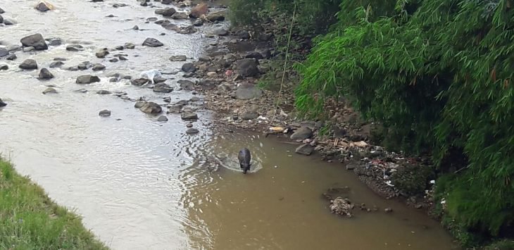 Kerbau Ngamuk dan Kabur ke Sungai Cisadane, Ini Penampakannya