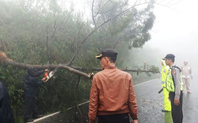 Hati-hati, Pohon Tumbang di Puncak Bogor