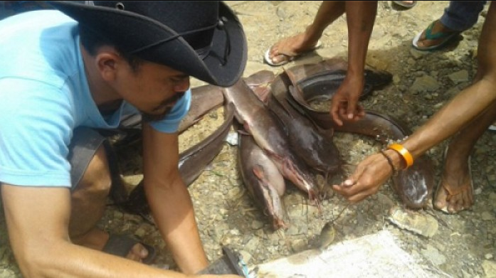 Limbah PT Antam Bocor, Ratusan Ton Ikan Milik Warga Mati