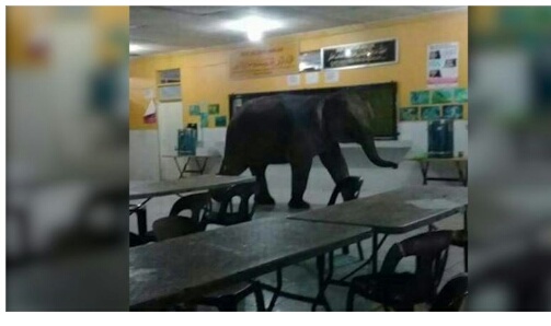 Bikin Heboh, Gajah Ini Minta Makan ke Kantin Sekolah