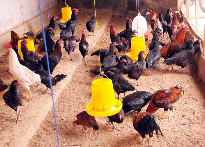 Harga Ayam Kampung Tembus Rp 90.000/Ekor