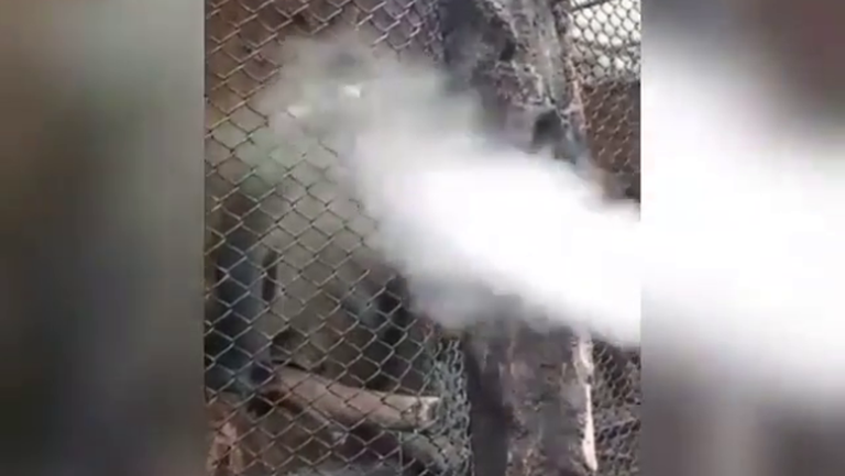 Viral, Pria Asapi Monyet dengan Vapor di Batu Secret Zoo