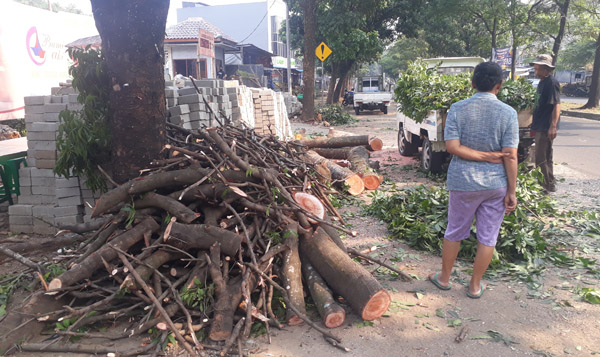 Waduh… Tiga Pohon Ditebang demi Bangun Restoran