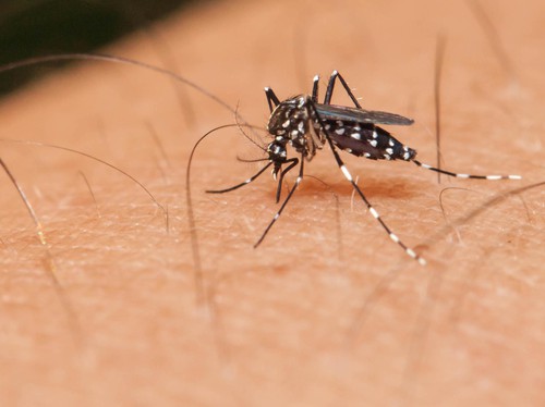 5 Cara Tak Terduga untuk Mengusir Nyamuk Tanpa Pakai Bahan Kimia