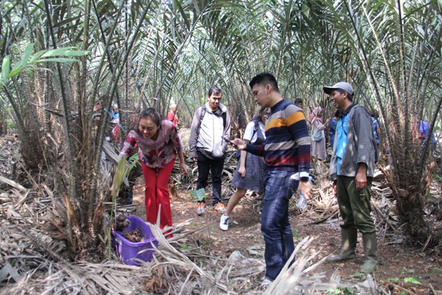 Pengunjung Taman Buah Mekarsari Rasakan Sensasi Panen Salak