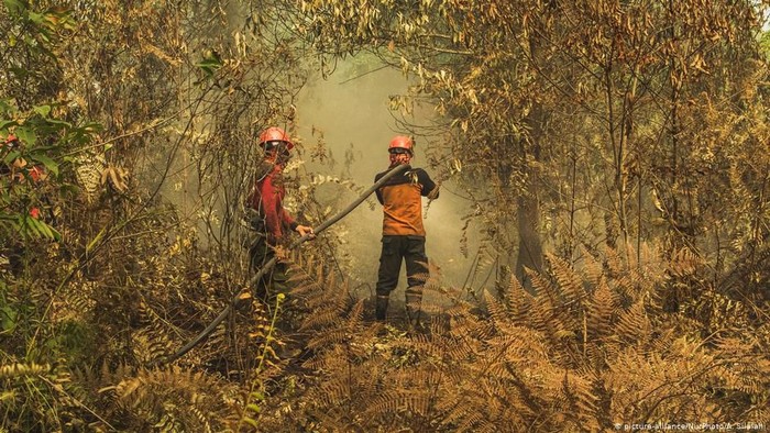 Akibat Kebakaran Hutan 2019 Indonesia Rugi Lebih dari Rp 72 Triliun