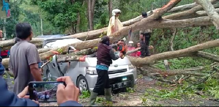Video : Puncak-Cianjur Lumpuh. Pohon Raksasa Tumbang, Timpa Mobil hingga Ringsek