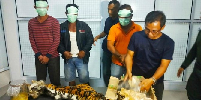 Dua Harimau Sumatera Betina Menjadi Korban Tiga Pemburu di Riau