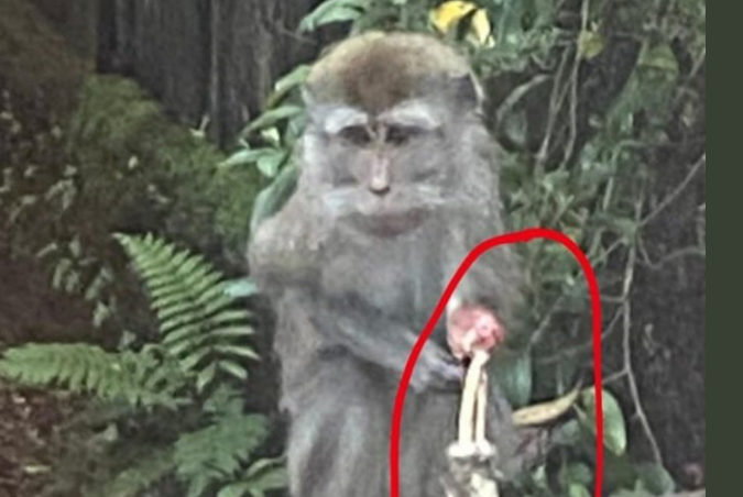 Heboh, Monyet di Taman Safari Luka Parah hingga Tulangnya Nongol, Fotonya Viral