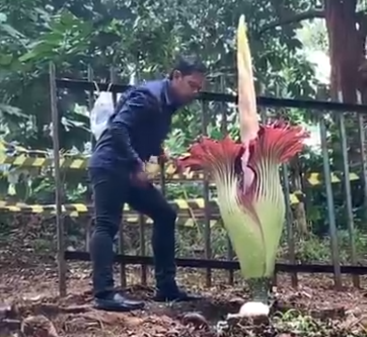 Bunga Bangkai Raksasa Tumbuh Lagi di Kebun Raya Bogor. Bima Arya Langsung Menciumnya
