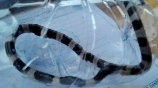 Begini Ganasnya Ular Weling yang Bikin Tewas Balita Adila