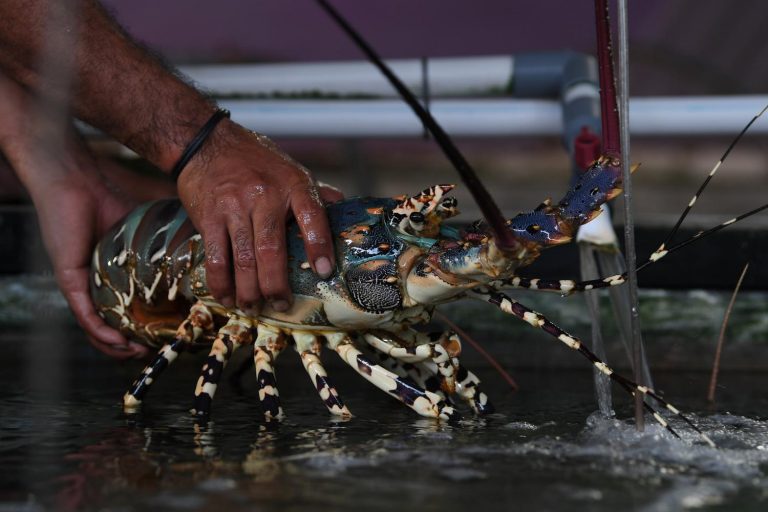 Australia Sebut Potensi Lobster Indonesia 100 Kali Lebih Besar dari Vietnam