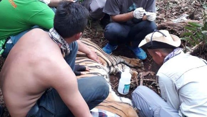 Di Riau Harimau Liar Sumatera Terjerat di Area Konsesi HTI