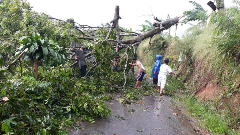 Kota Bogor Diterjang Hujan Badai,  Pohon Tumbang dan Atap Rumah Rusak di Lawang Gintung