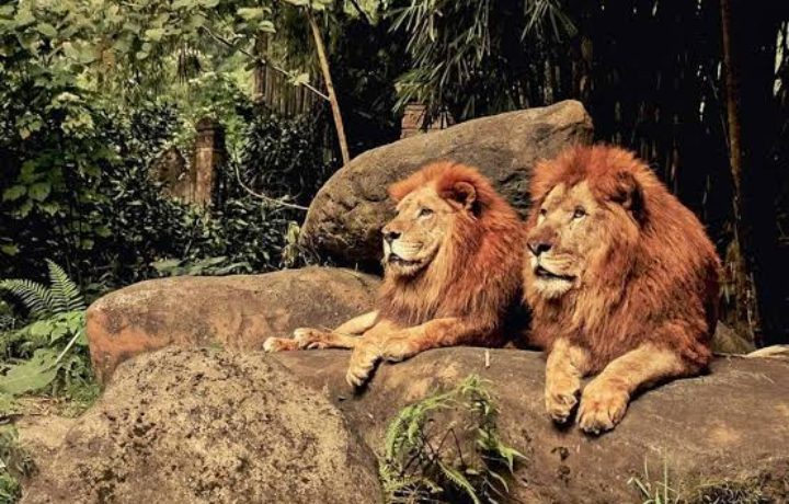 Rekreasi ke Taman Safari Bogor di Tengah Pandemi Korona