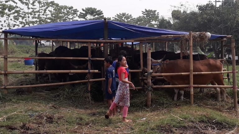 Pandemi Covid-19 Berdampak Kepada Penjualan Hewan Kurban di Bogor