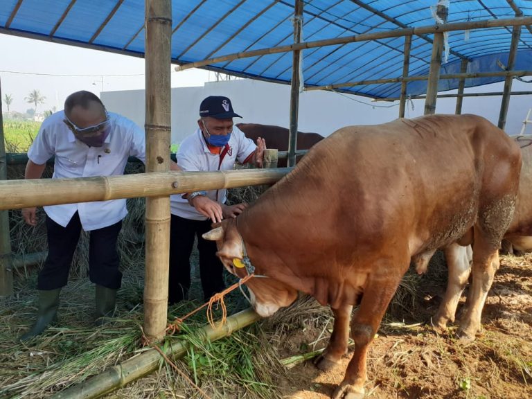 H-2 Jelang Idul Adha, Diskanak Kabupaten Bogor Terjunkan Pasukan Cek Kesehatan Hewan Qurban