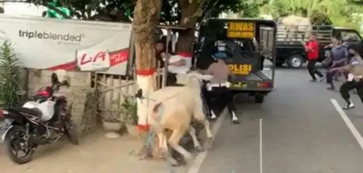 Ngeri, Sapi Kurban Ngamuk, Seruduk Anggota Polisi hingga Tersungkur