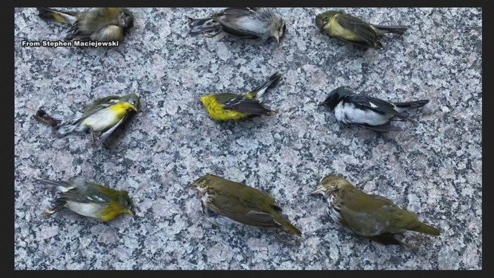 Ribuan Burung Mati Jatoh dari Langit