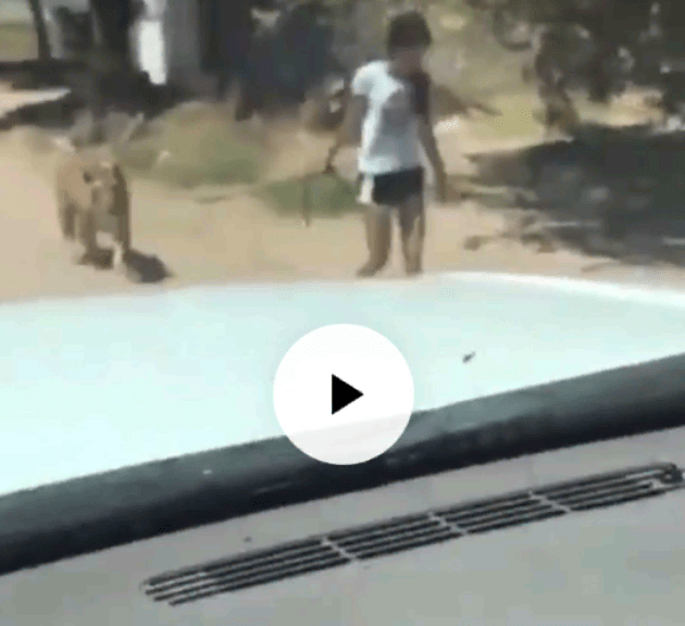 Video: Anak Kecil Tuntun Harimau Seperti Menuntun Anjing, Bikin Melongo