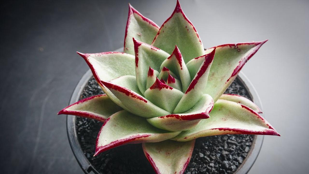 Source: bogordaily.net. 