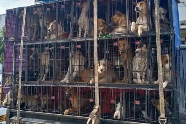 Heboh Jualan Anjing di Truk untuk Dimakan, JAAN: Kenapa Pemerintah Membiarkan?