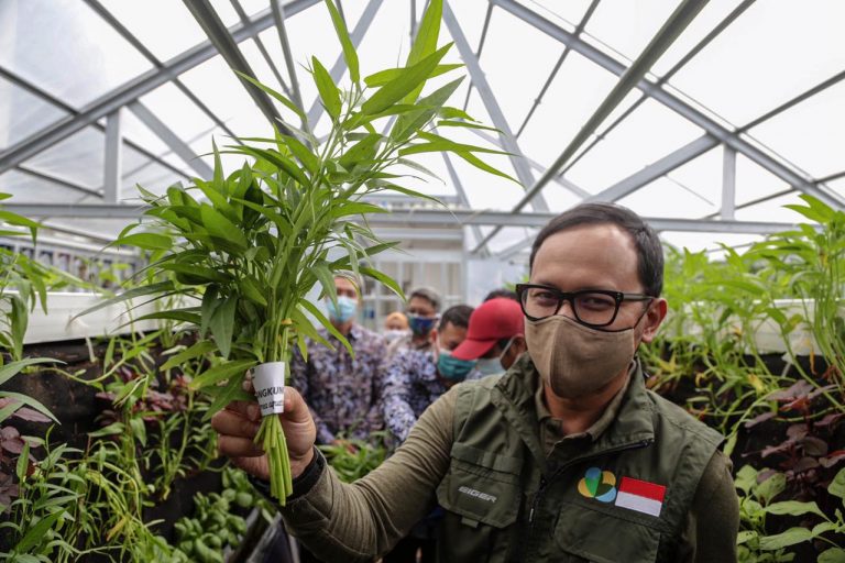 Gerakan Bogor Berkebun Bantu Bangkitkan Perekonomian Warga