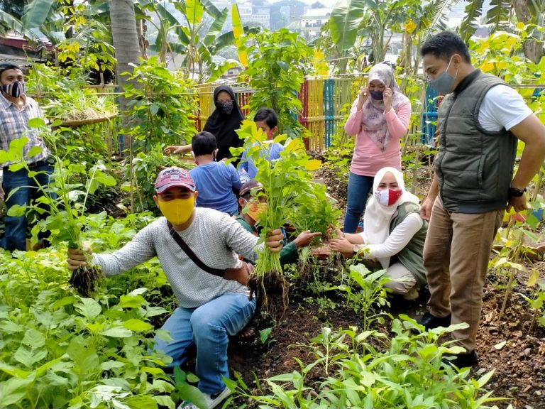 KTD Kelurahan Sukasari Panen Kangkung Hasil Tanam Sendiri