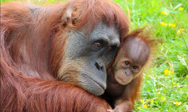 Hore, Hampir Punah Bayi Orangutan Lahir di KB New Orleans