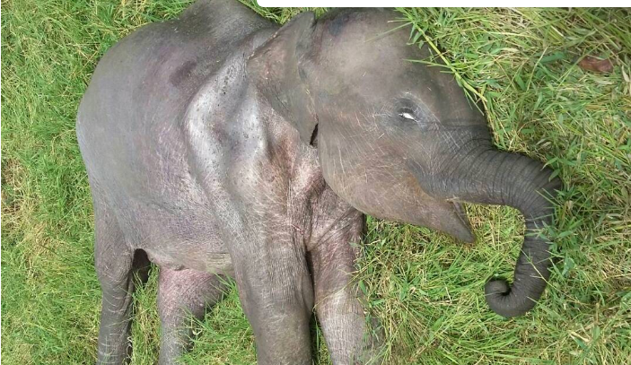 Inong, Bayi Gajah Liar Sumatera Mati dengan Jantung Mengeras