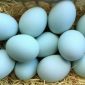 manfaat telur bebek
