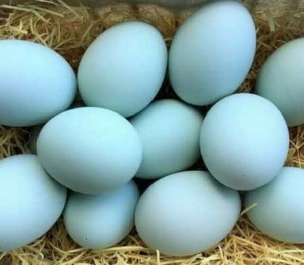 
 Tangkapan layar Telur Bebek jadi bahan obat kuat. (Dok Shopee/Bogordaily.net). 