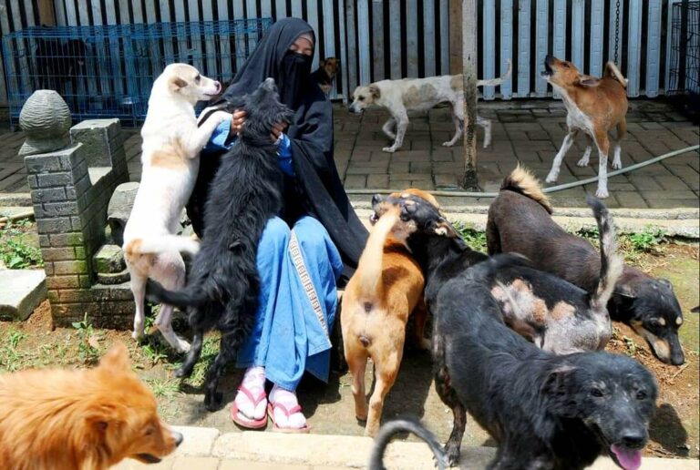 Nasib Penampungan 70 Anjing di Tenjolaya Bogor Tunggu Hasil Dinas Peternakan