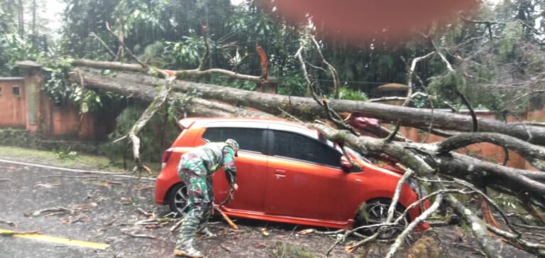 Pohon Tumbang Menimpa Mobil Hingga Ringsek di Puncak Bogor