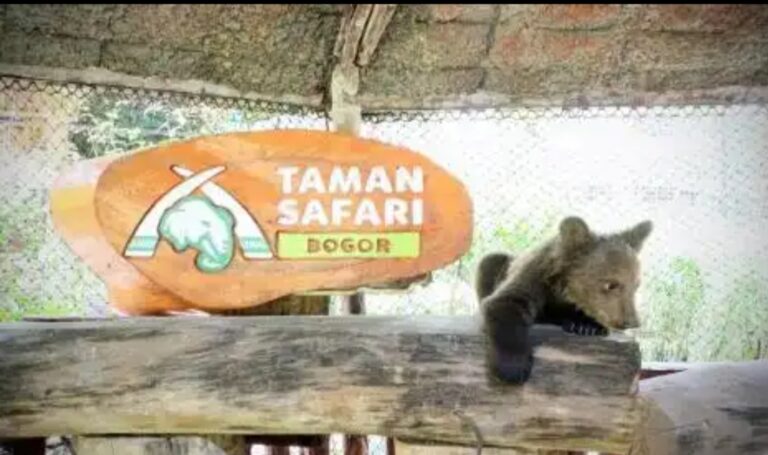 World Bear Day 2021, Taman Safari Indonesia Bogor Perkenalkan 4 Bayi Beruang