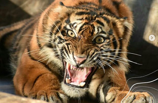 Waduh, BKSDA Melepasliarkan Harimau Sumatera